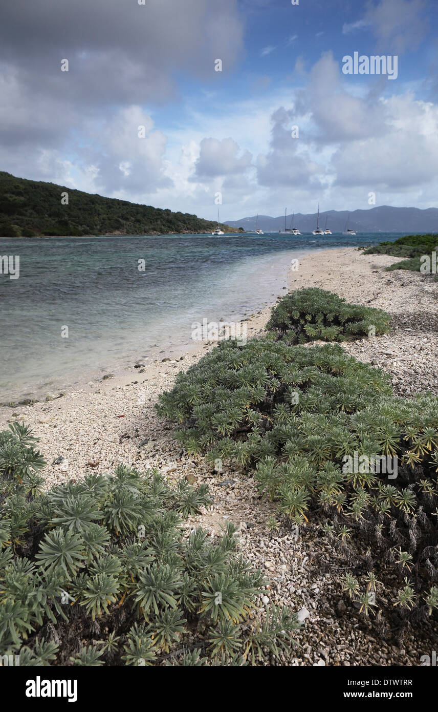 Beach wild flowers at Diamond Cay, British Virgin Islands Stock Photo