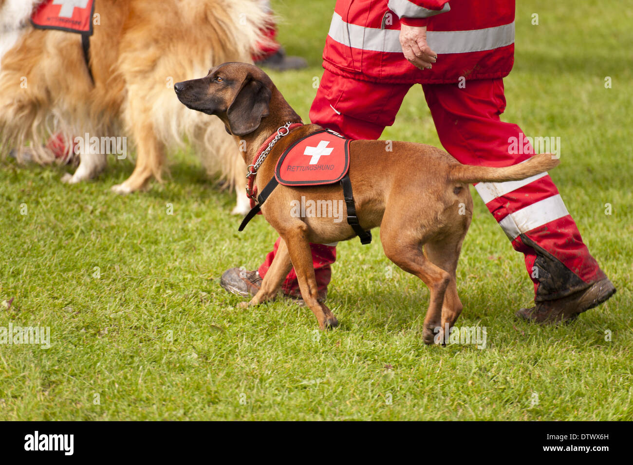 Rescue Dog Squadron Stock Photo