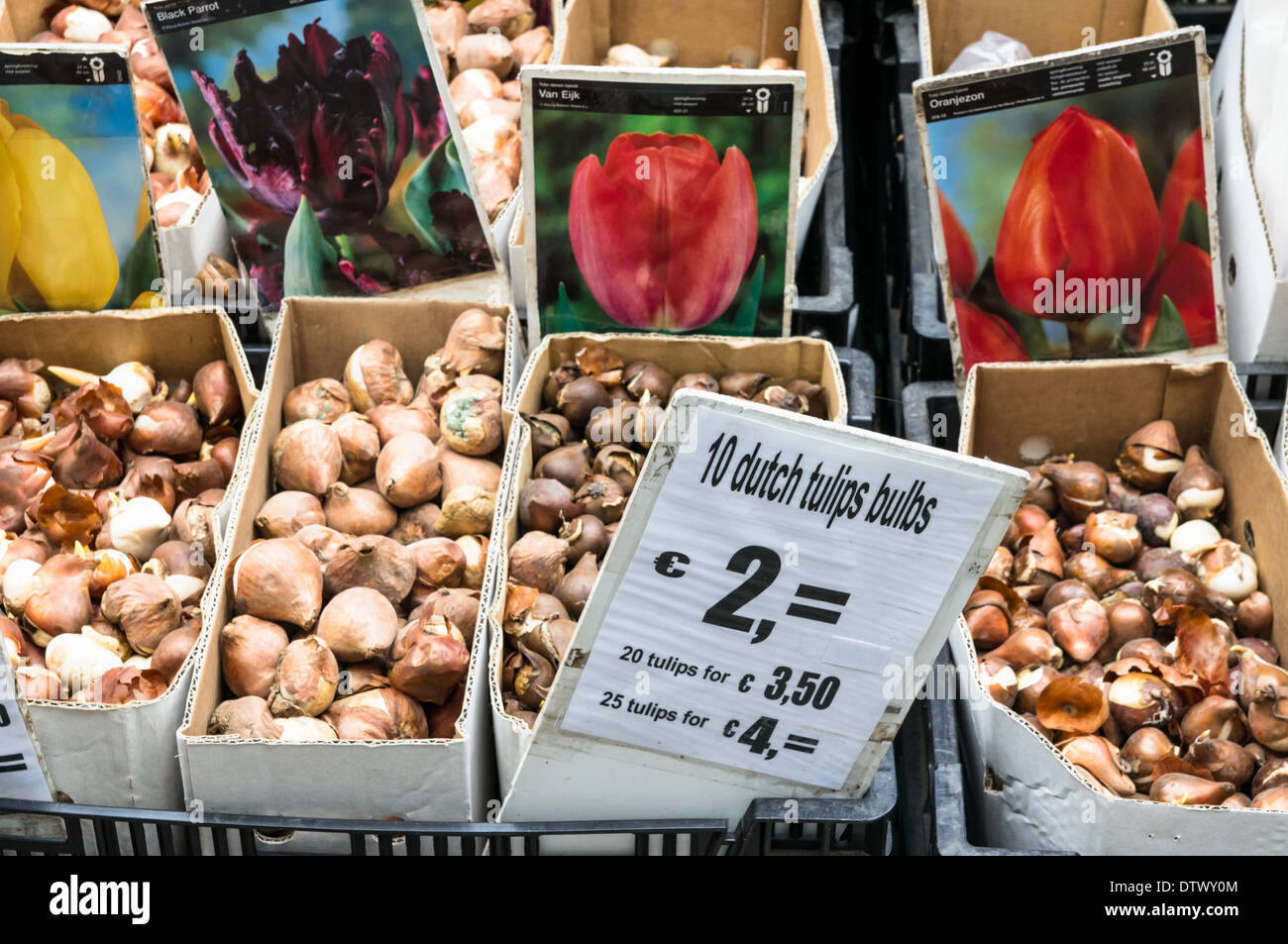 Tulips bulbs for sale at Amsterdam flower market, Amsterdam Netherlands Stock Photo