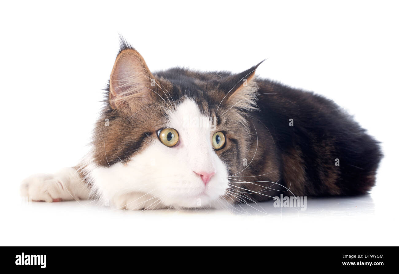 portrait of a purebred maine coon cat on a white background Stock Photo ...