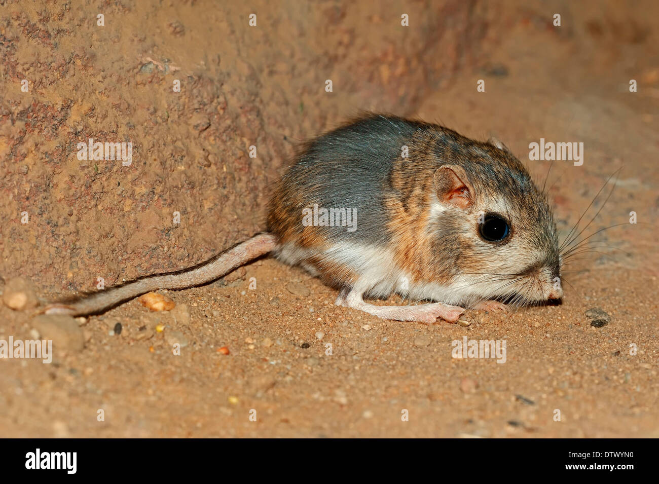 Merriam's kangaroo rat hires stock photography and images Alamy