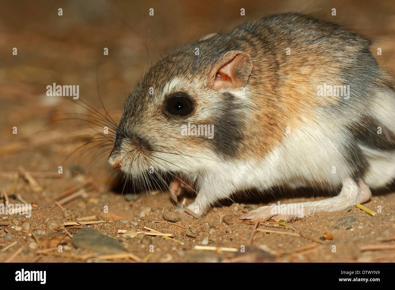Kangaroo rat hires stock photography and images Alamy