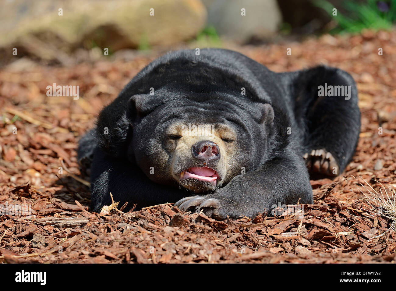 Malayan Sun Bear Stock Photo