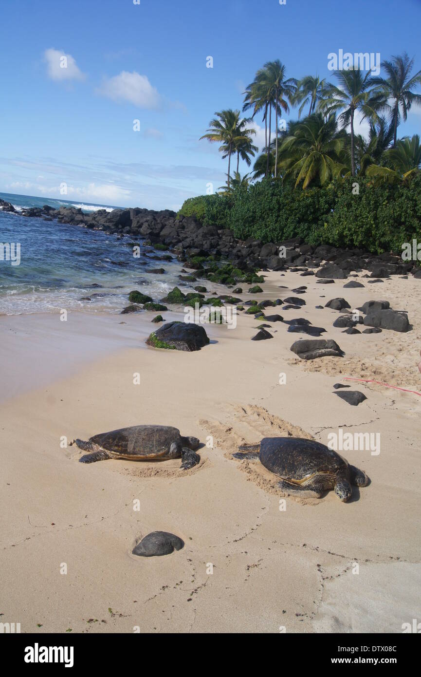 seaturtle,hawaii Stock Photo