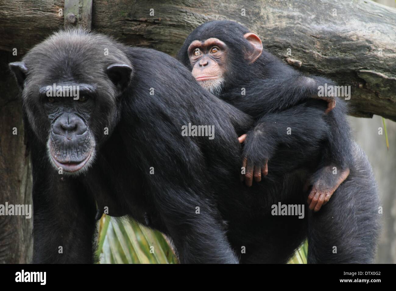 Mother And Baby Chimpanzee Hi Res Stock Photography And Images Alamy