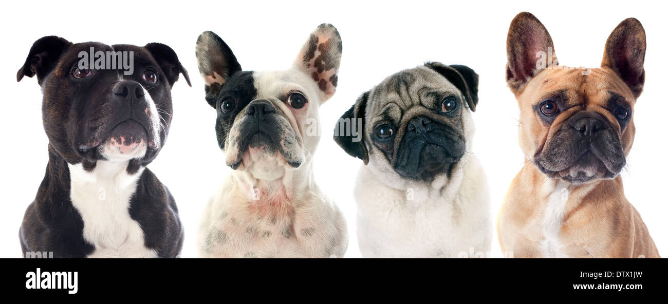 four purebred dogs in front of white background Stock Photo