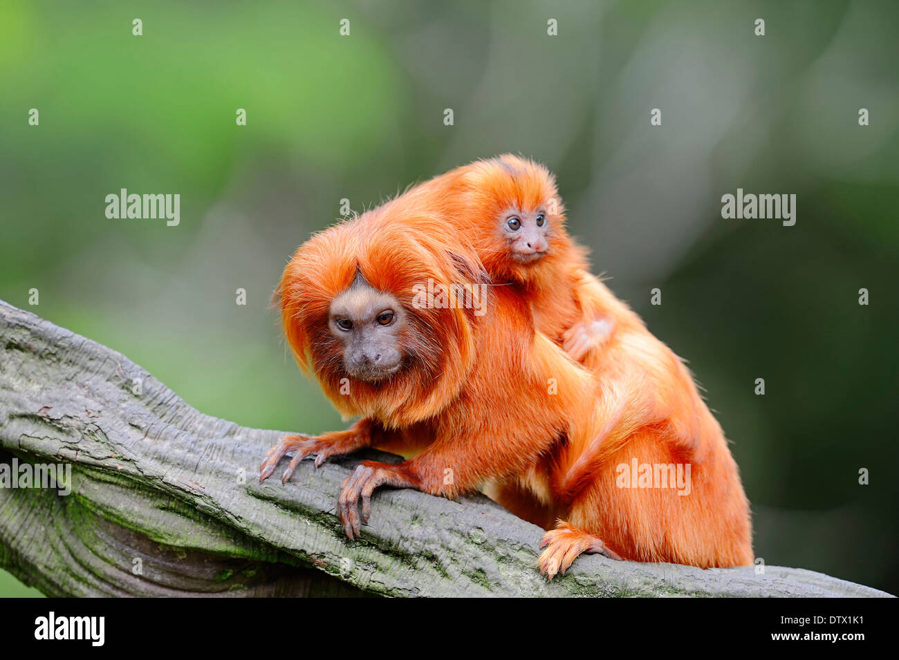 Golden Lion Tamarin Stock Photo