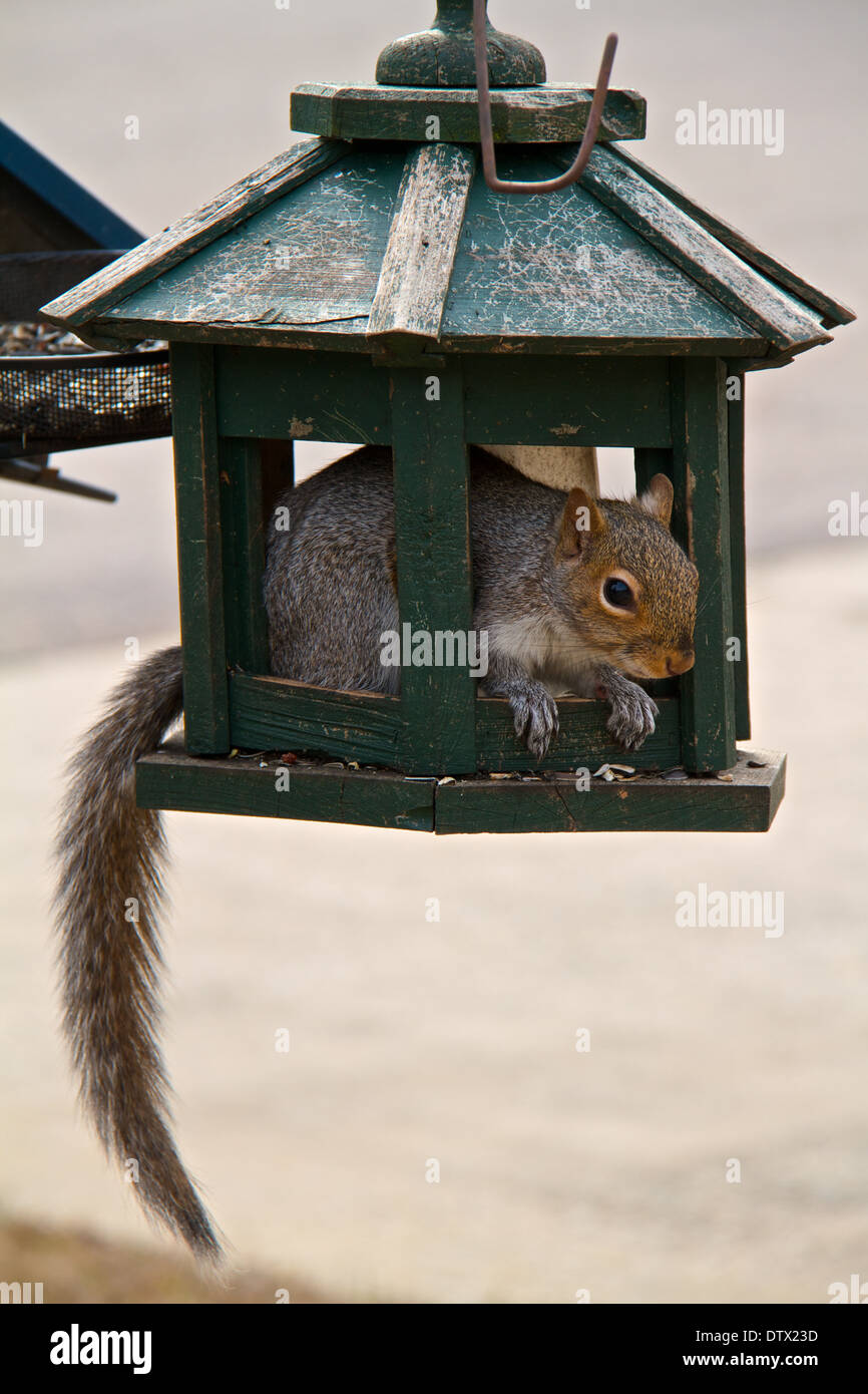 Eastern Gray Squirrel up to 'No Good!' Stock Photo