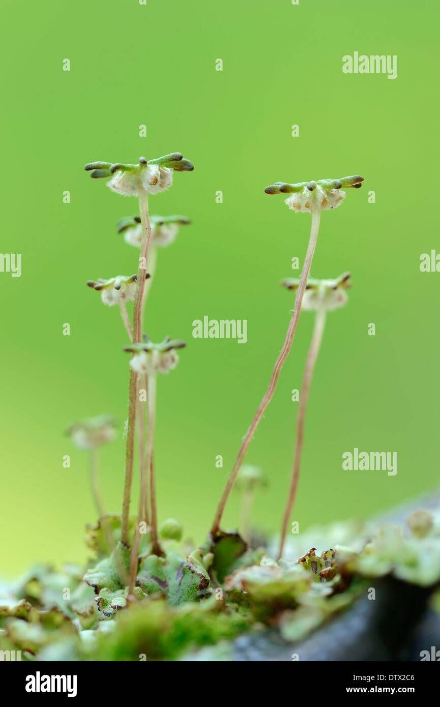 Common Liverwort Stock Photo