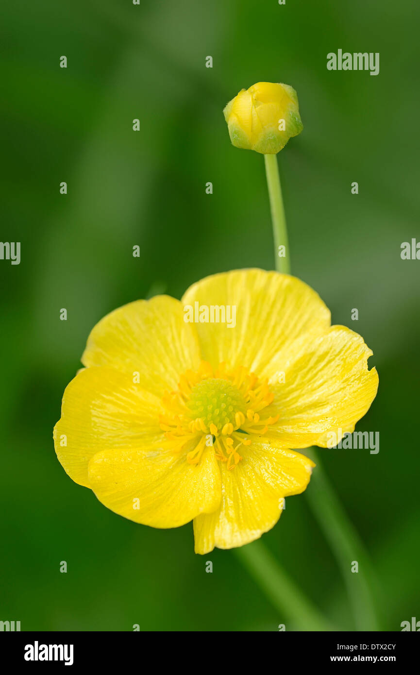 Greater Spearwort Stock Photo