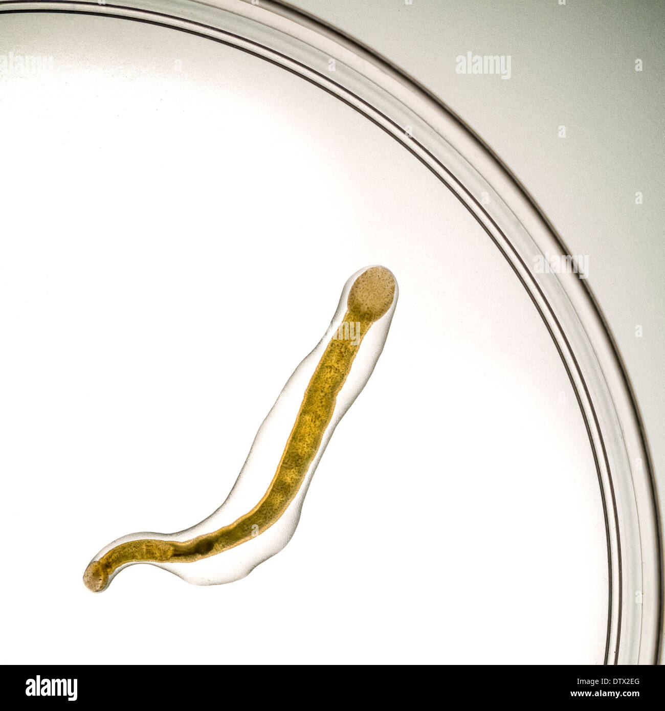 Parasite worm fish hires stock photography and images Alamy