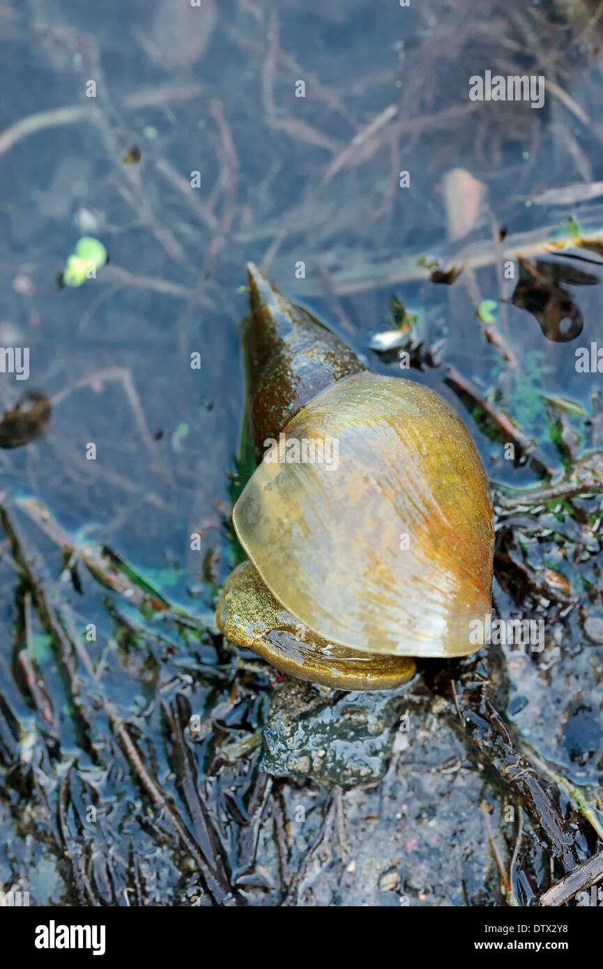 Great pond snail hires stock photography and images Alamy