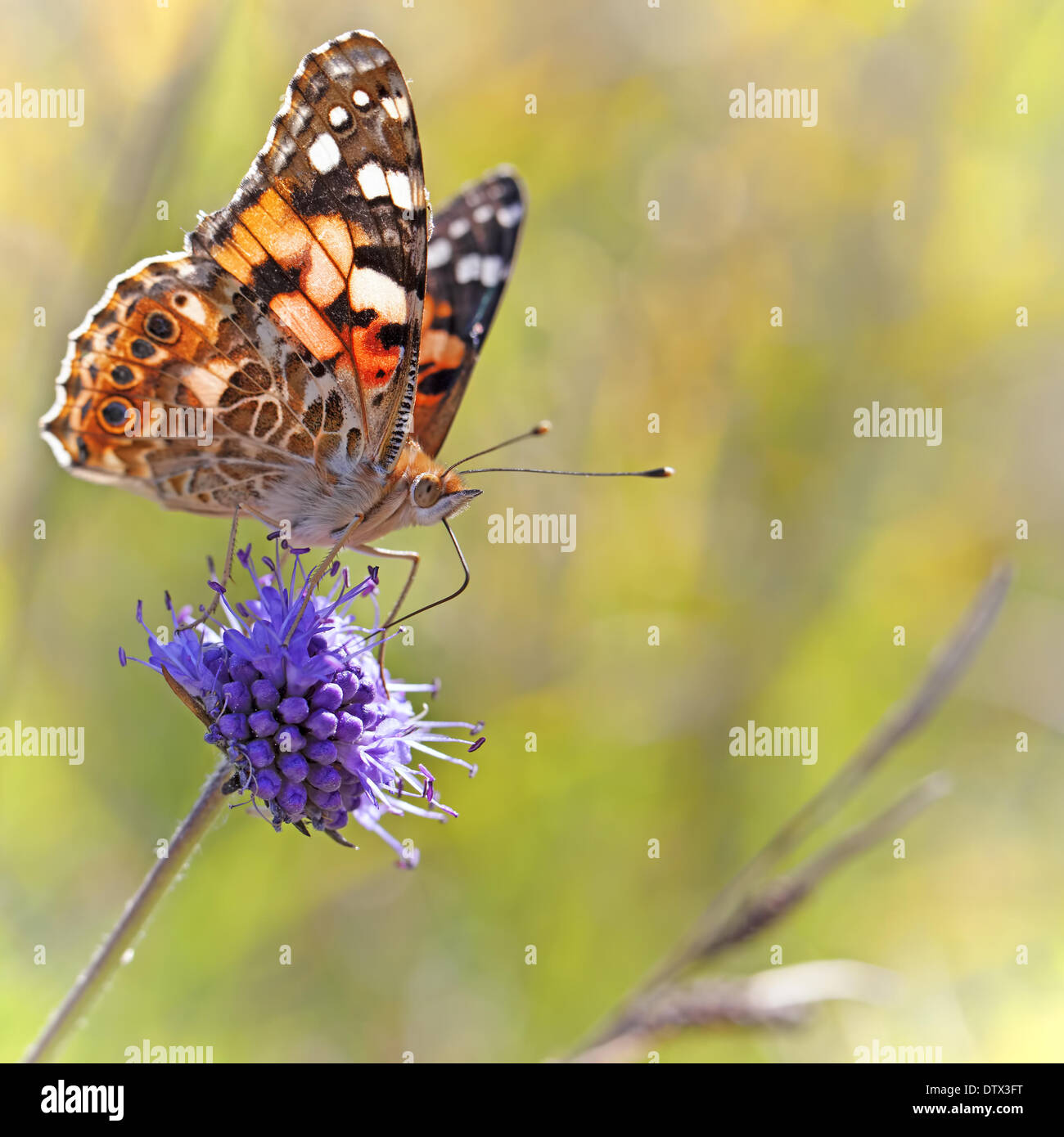 Painted Lady butterfly Stock Photo