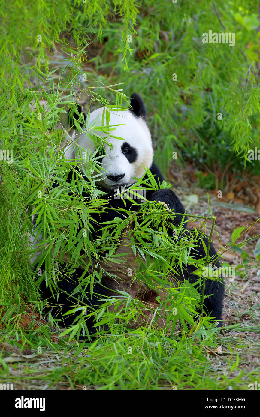 Giant Panda Stock Photo