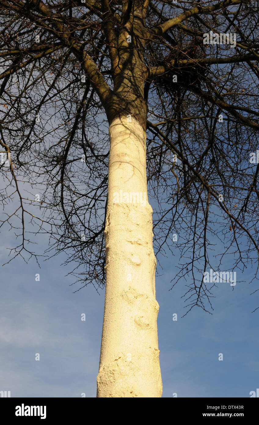 Tree protecting Stock Photo