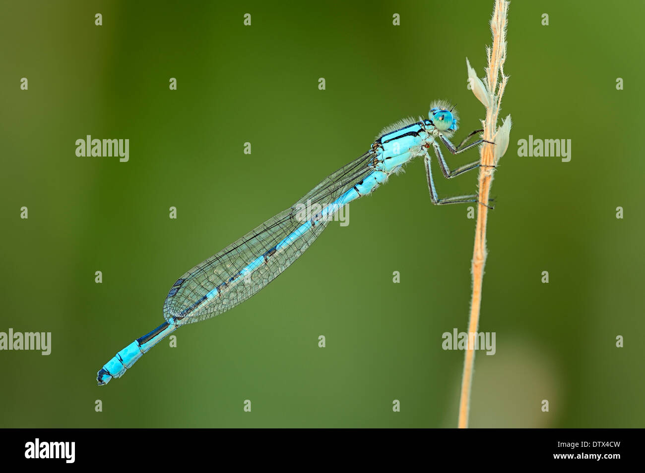 Common Blue Damselfly Stock Photo - Alamy
