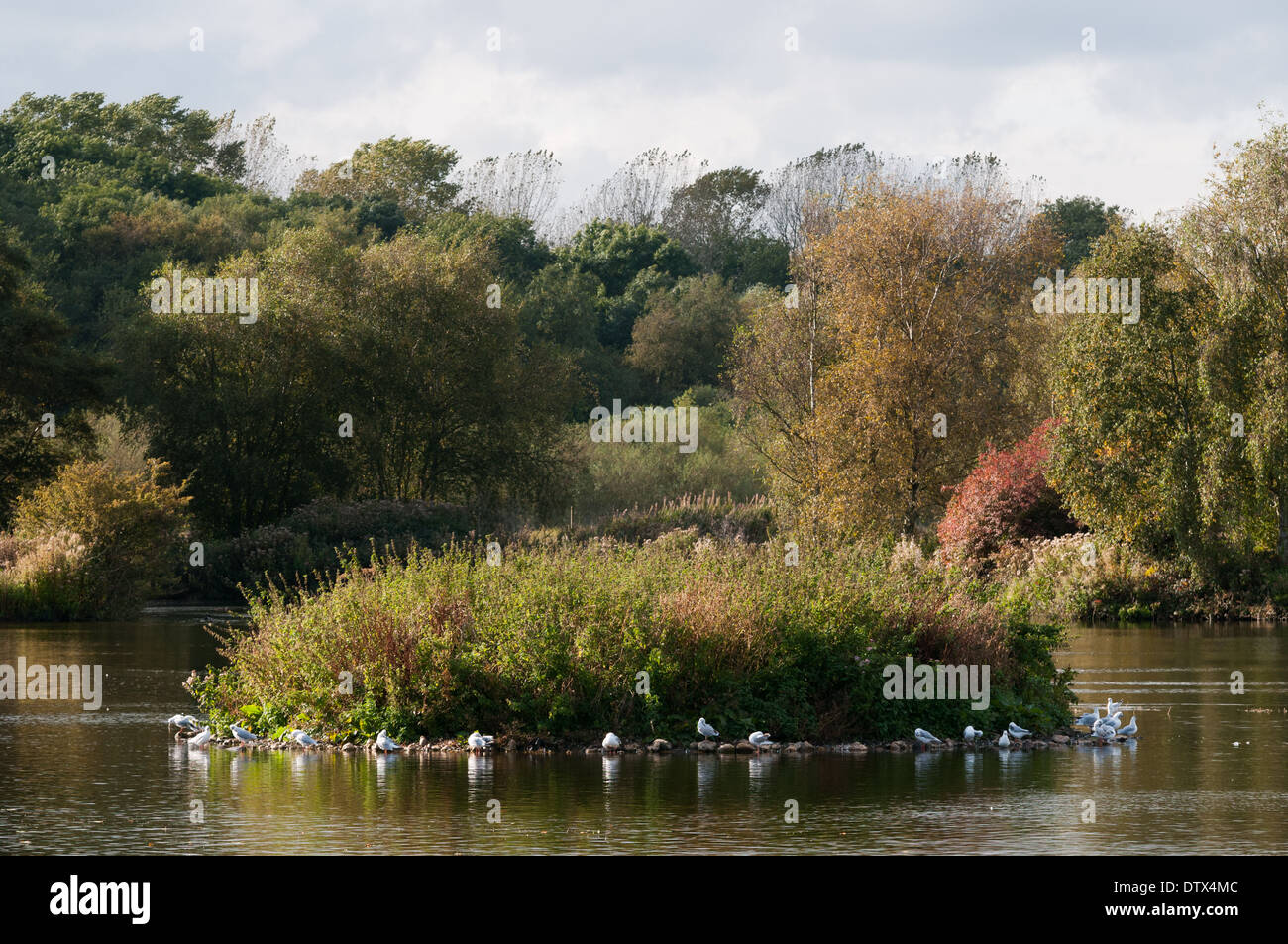 Pensthorpe nature reserve, norfolk hires stock photography and images