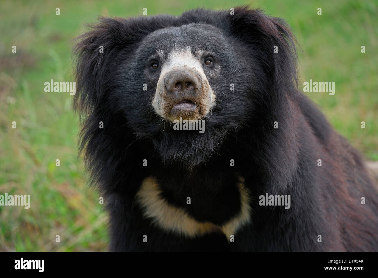 Sloth Bear Stock Photo