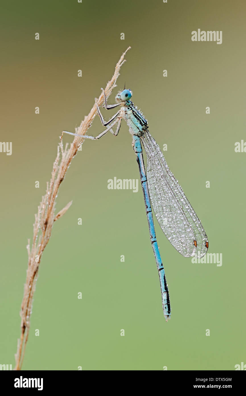 White legged damselfly hi-res stock photography and images - Alamy