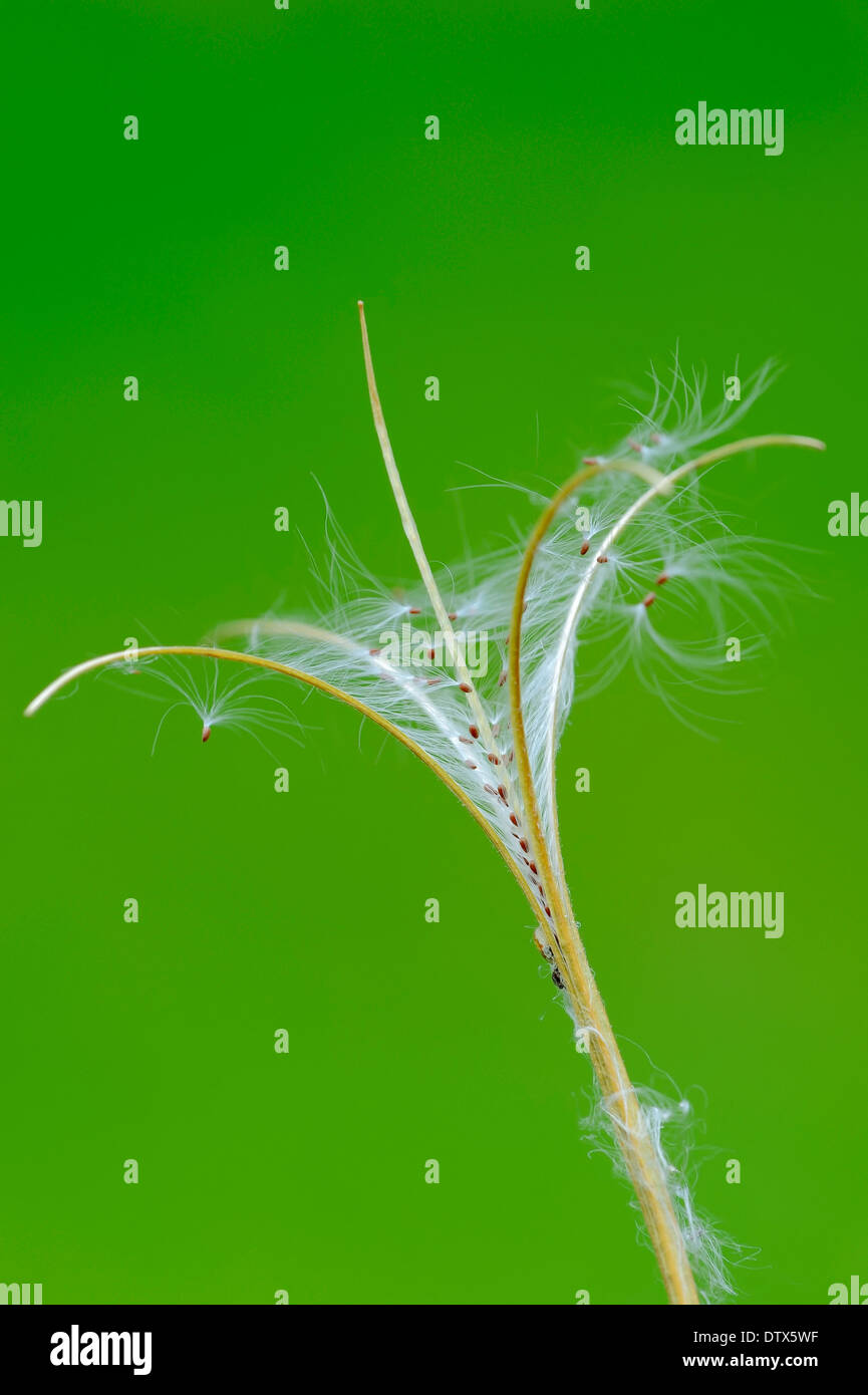 Smallflower Hairy Willowherb Stock Photo