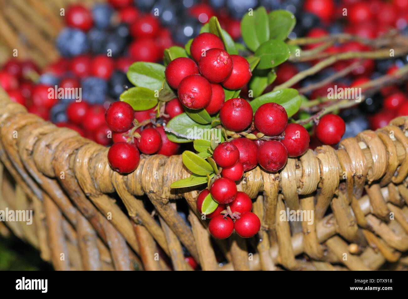 Blueberries and cranberries Stock Photo Alamy