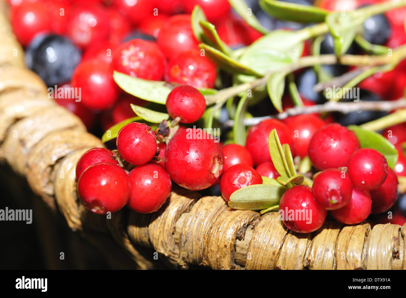 Blueberries and cranberries Stock Photo Alamy