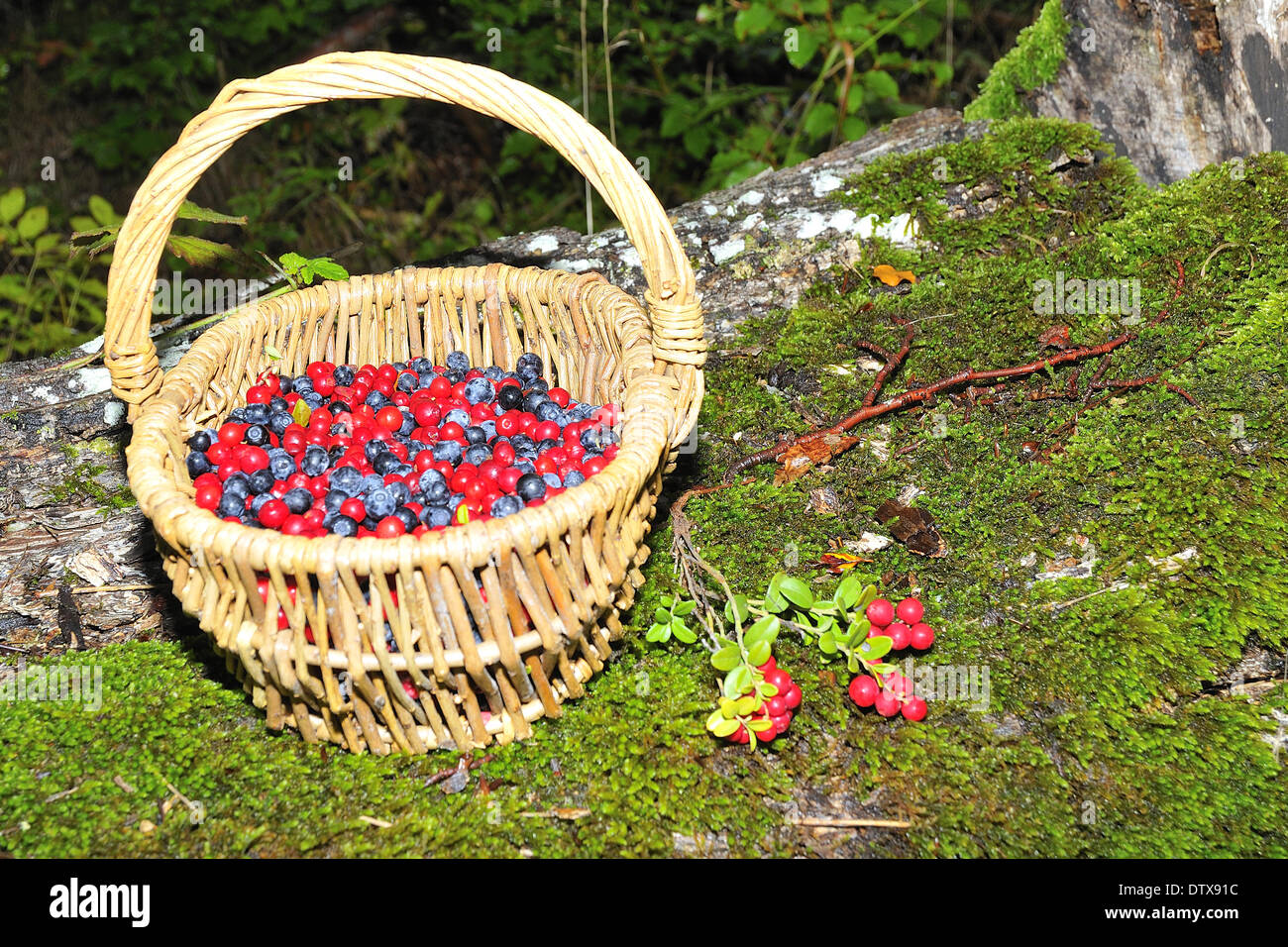 Blueberries and cranberries Stock Photo Alamy