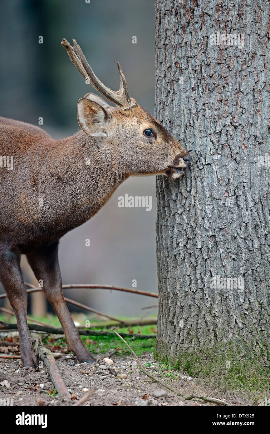 Hog Deer Stock Photo