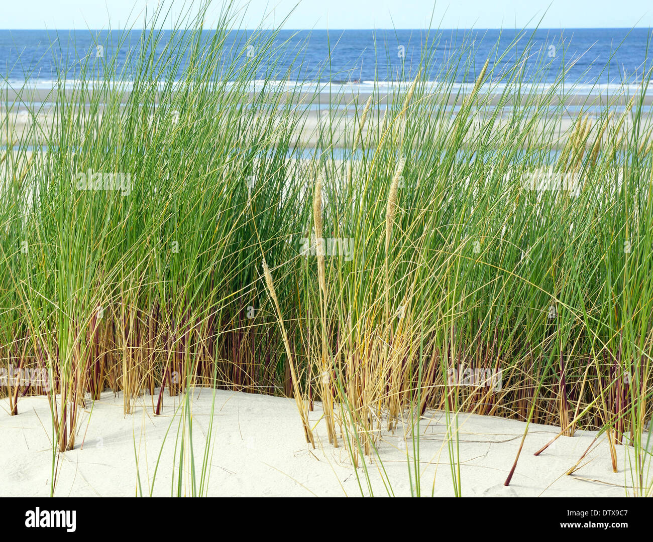 Dune at the Beach Stock Photo - Alamy