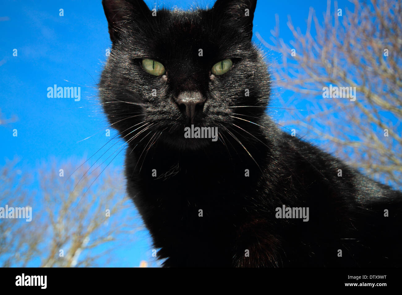 Blue sky cat hi-res stock photography and images - Alamy