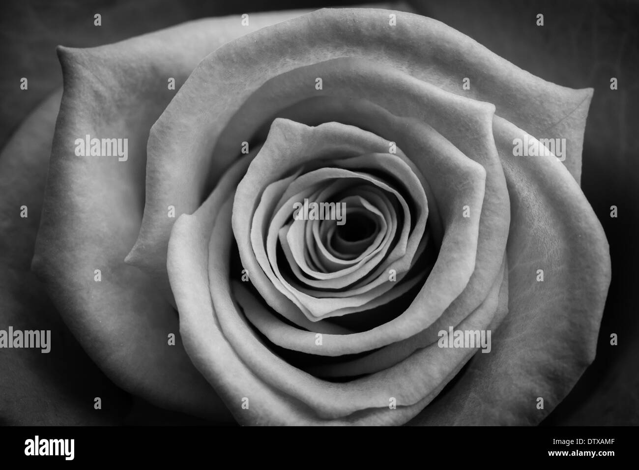Rose in black and white Stock Photo Alamy