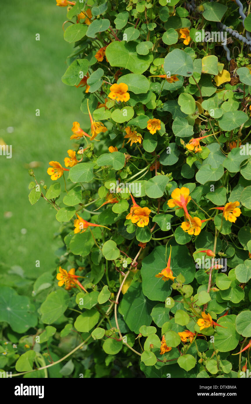 Little garden nasturtium Stock Photo