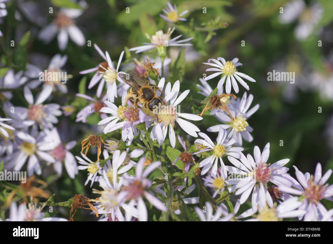 Asterflowers with bee Stock Photo Alamy