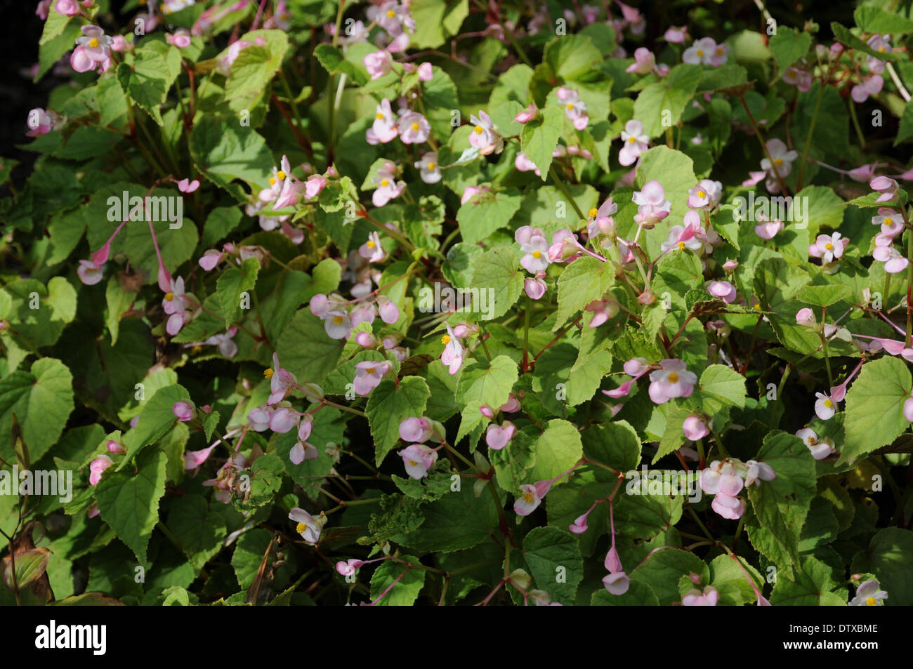 Chinese begonia hi-res stock photography and images - Alamy