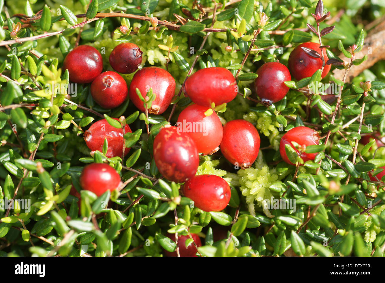 Cranberries Stock Photo - Alamy