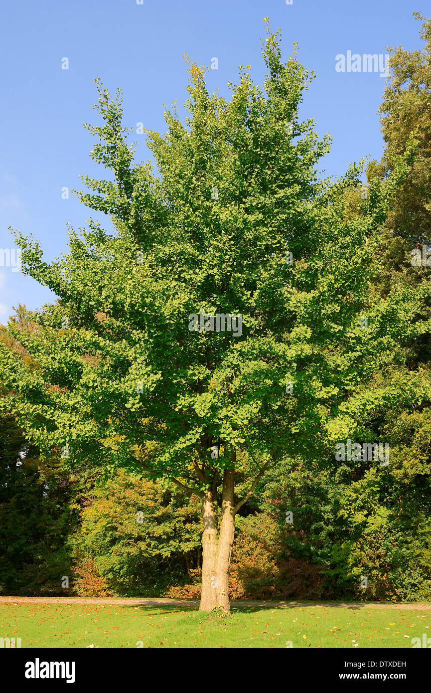 Maidenhair Tree Stock Photo