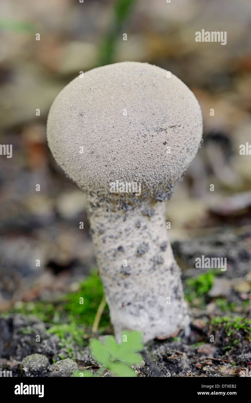 Pestle-shaped Puffball Stock Photo