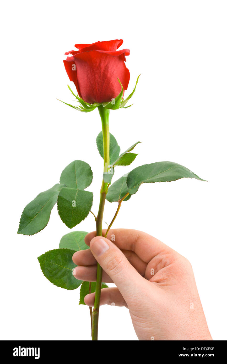 Flower in hand Stock Photo Alamy
