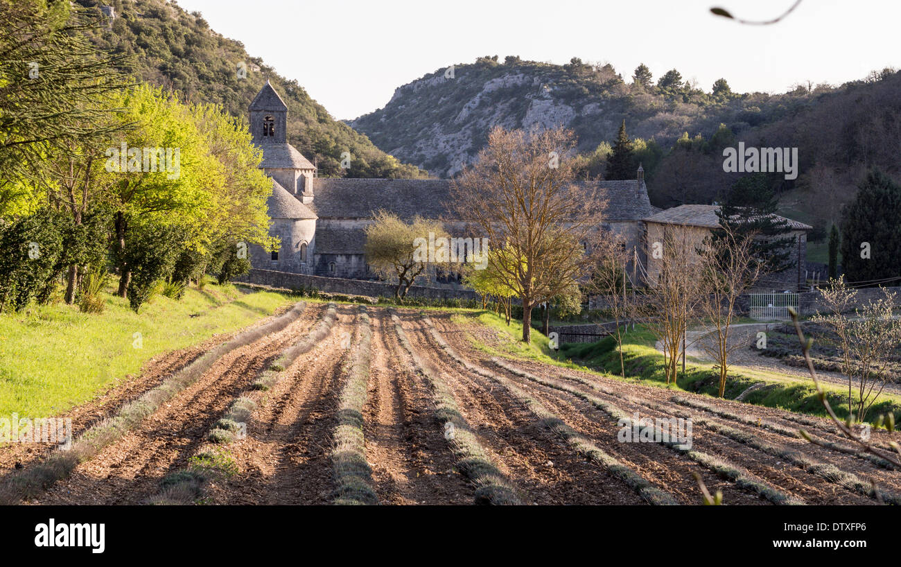 Spring lavender fields at the Abbey. Rows of lavender plants, not yet blooming lead toward the