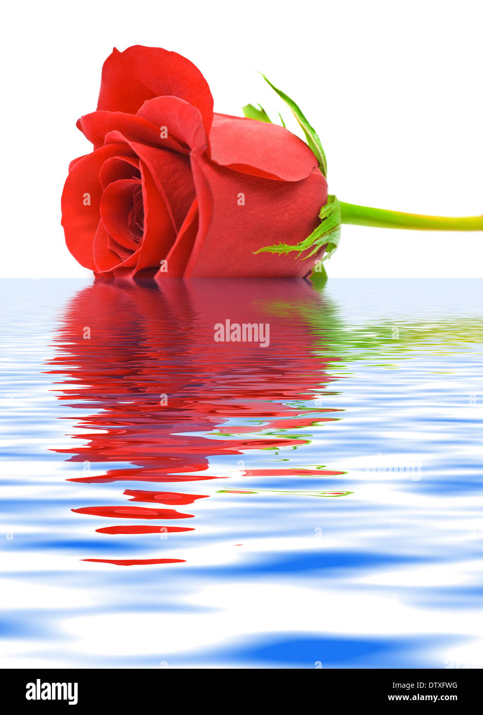 Rose in water Stock Photo - Alamy