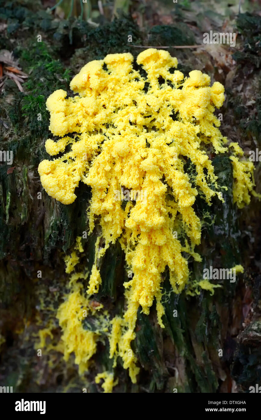 Sulphur Slime Fungus Stock Photo