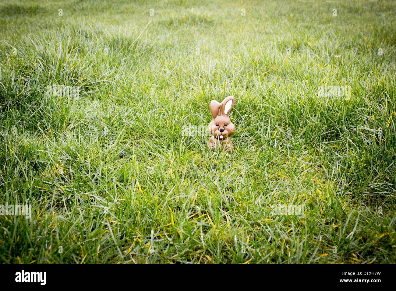 Easter bunny hiding in the grass hi-res stock photography and images ...