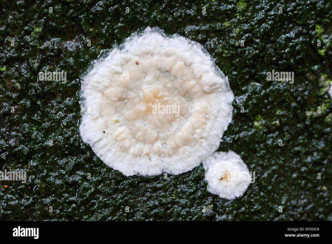 Fungus Stock Photo