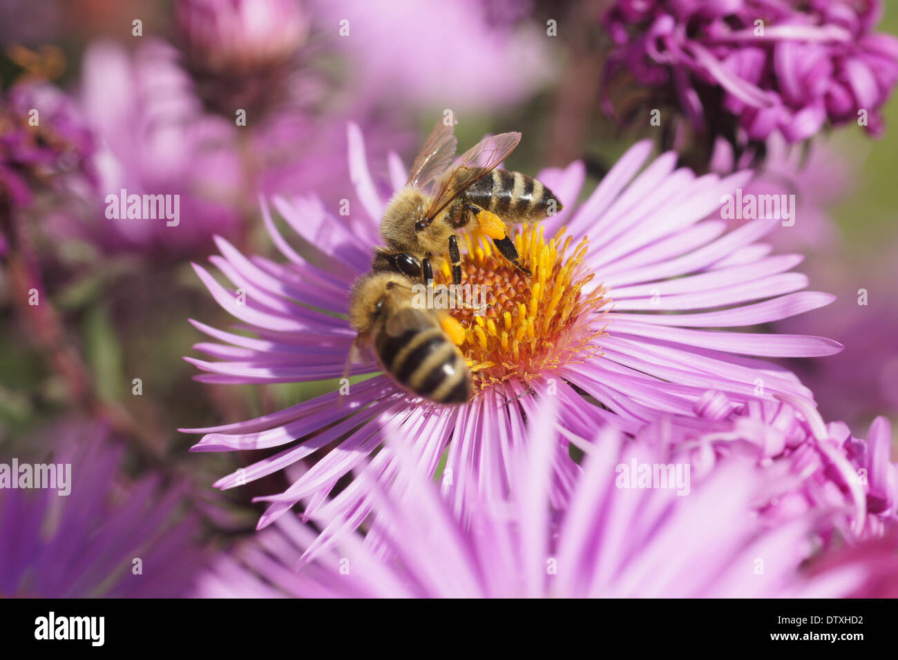 New York aster-flowers with honey bees Stock Photo