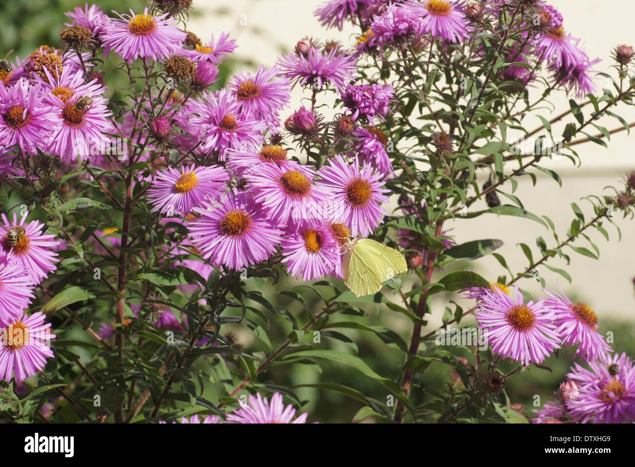 Aster-flowers with butterfly Stock Photo