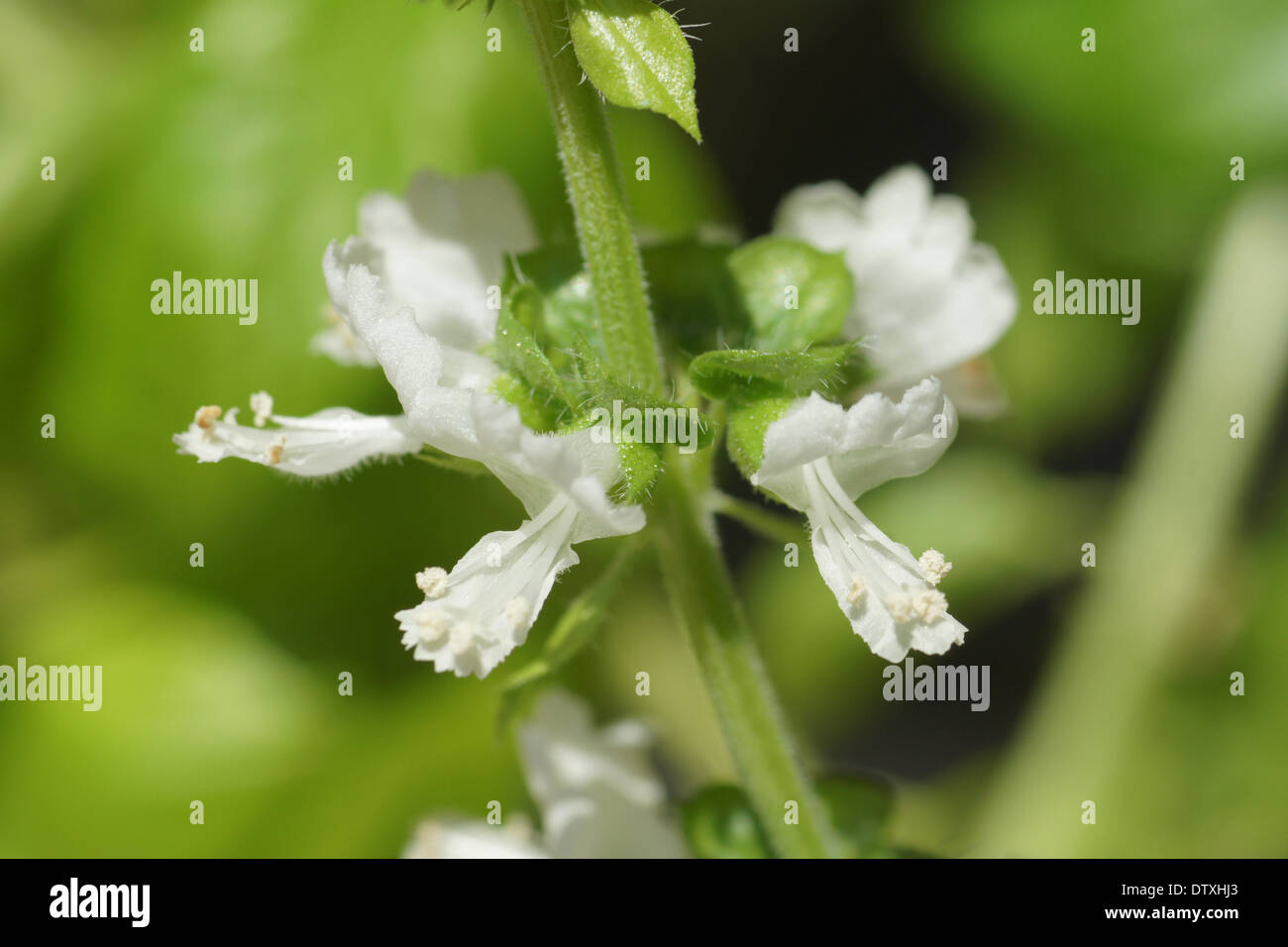 Basilik hires stock photography and images Alamy