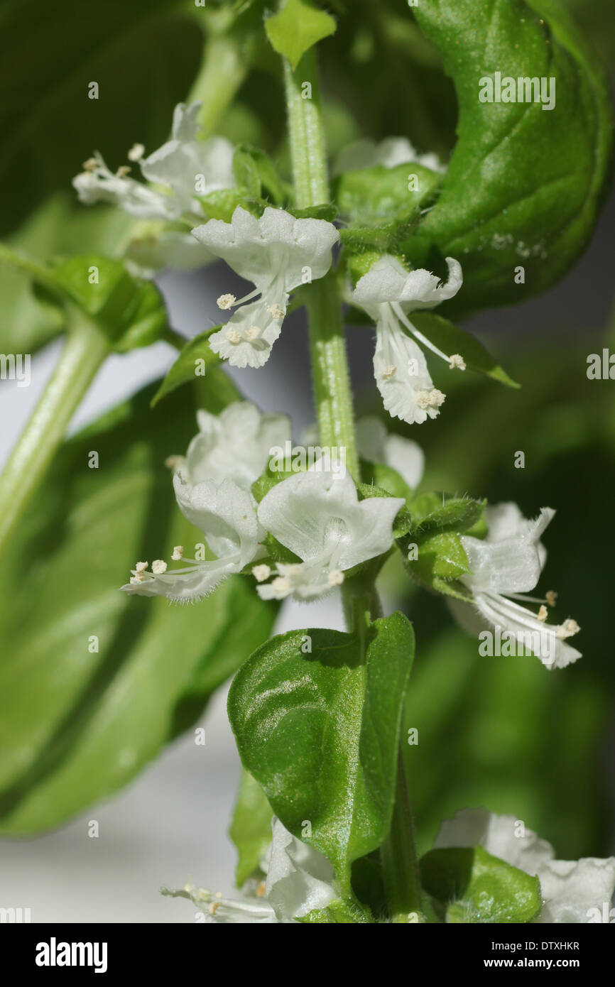 Flowering basil Stock Photo Alamy