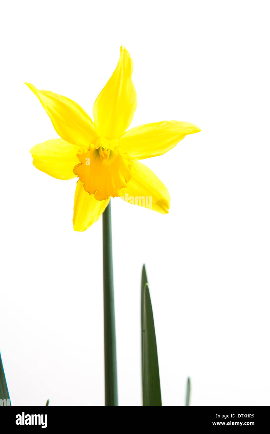 Yellow daffodil in bloom Stock Photo Alamy