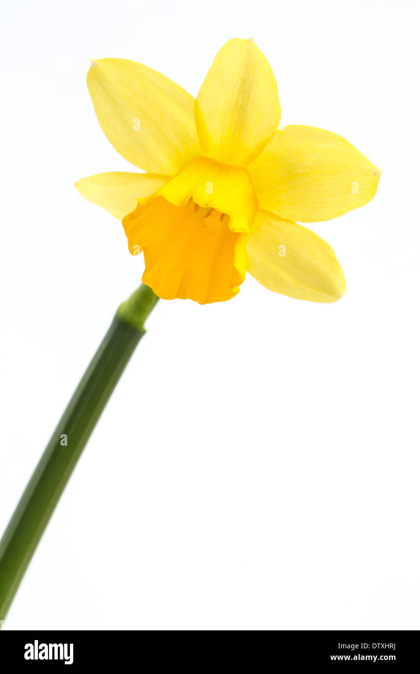Yellow daffodil in bloom with stem Stock Photo Alamy