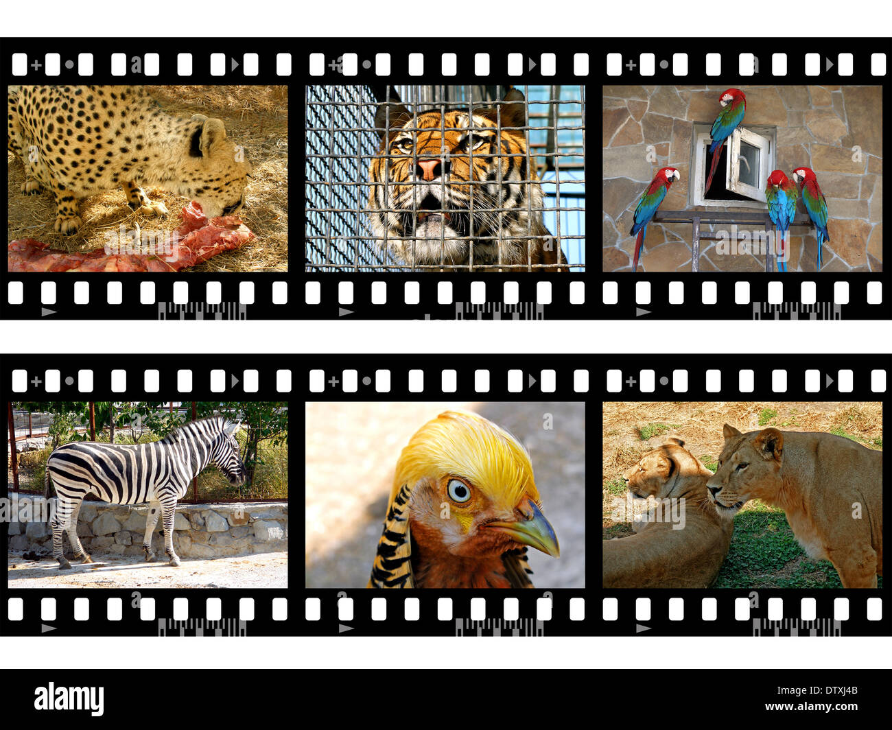 Animals in frames of film Stock Photo